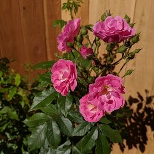 Meet your Posher, Nora